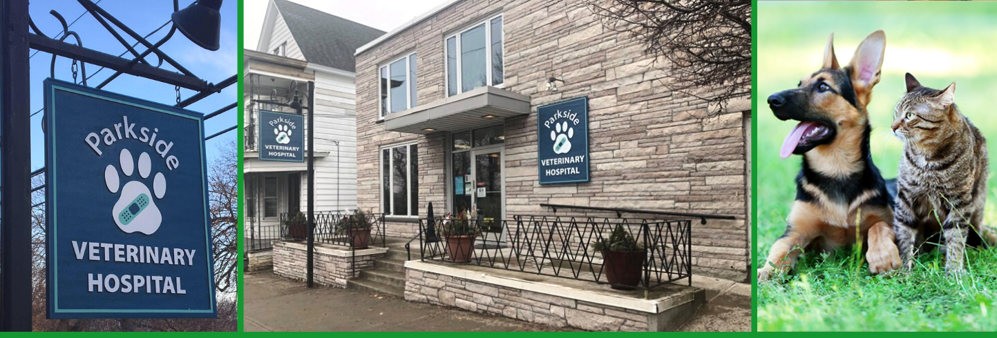 Albany veterinary hospital