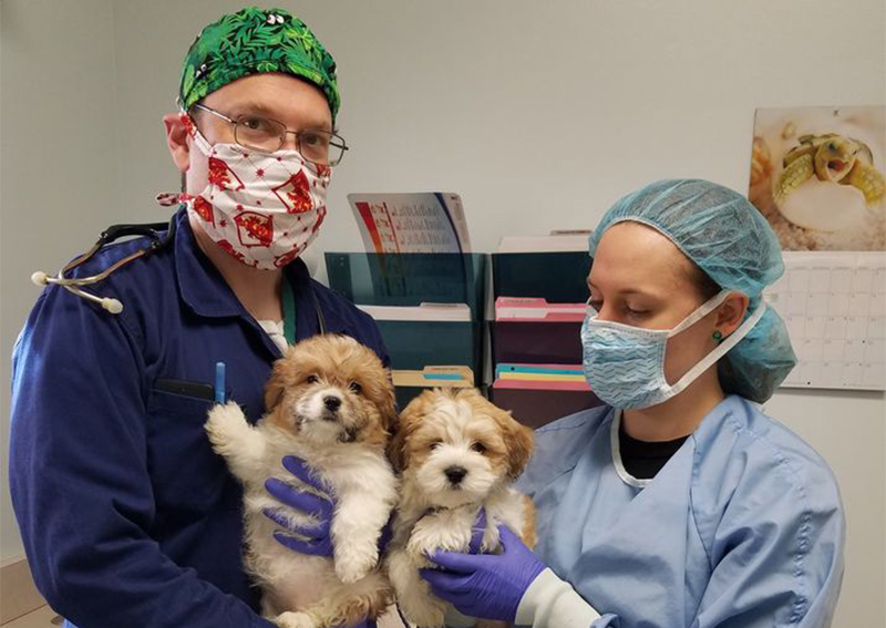 Dog Veterinary Care, Albany